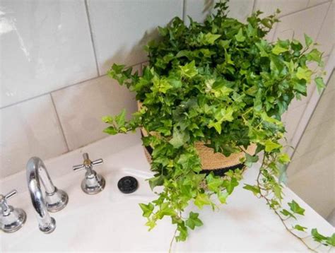 東北風水 浴室適合放什麼植物